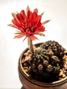 Red color delicate petal with fluffy hairy of Echinopsis Cactus flower