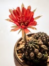 Red delicate petal with fluffy hairy of Echinopsis Cactus flower