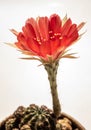 Red delicate petal with fluffy hairy of Echinopsis Cactus flower