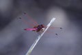 Red color dragon fly on a stick. Web patterned transparent wings are pretty good and attractive. Royalty Free Stock Photo