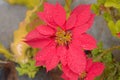 Red Color Flower drenched in the rain. Top View. Full Frame. Beautiful Nature Background Royalty Free Stock Photo