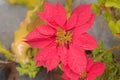 Red Color Flower drenched in the rain. Top View. Full Frame. Beautiful Nature Background Royalty Free Stock Photo