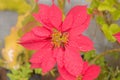 Red Color Flower drenched in the rain. Top View. Full Frame. Beautiful Nature Background Royalty Free Stock Photo