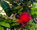 Red color flower nature photography green leaf flowers