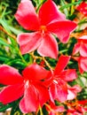 Red color flowers close up