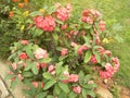 Red Euphorbia milii plant