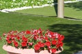 Red color flowers in pot with green garden background Royalty Free Stock Photo