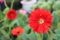 Red color of Gerbera flower