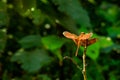 Red color grasshopper or grig behind the trees