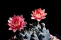 Red color gymnocalycium cactus flowers blooming against dark background