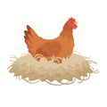 Red color hen sitting in the nest. Royalty Free Stock Photo