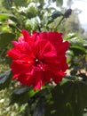 hibiscus flower Royalty Free Stock Photo