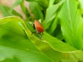 Red color insect walking on leaf Royalty Free Stock Photo