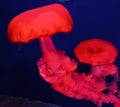 Glowing red color jellyfish slowly moving in an aquarium Royalty Free Stock Photo