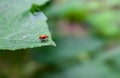 red color leaf roller weevil sitting on a green vegetable leaf close up