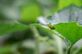 Red color leaf roller weevil sitting under a green vegetable leaf
