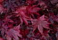 Red color leaves carpet in a park after rain. Wet red Japanese maple leaves on the ground with rain drops Royalty Free Stock Photo