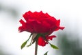 Red rose love and delicacy