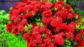 Red color natural flower with green leaf. Close up colorful flower video. Amazing natural beauty flower full hd video.