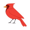 red color northern cardinal bird small cute beautiful species wild nature animal flying freedom