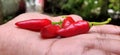 INDIAN RED CHILLI VERY HOT Royalty Free Stock Photo