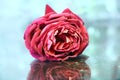 Red Color Rose Closup | Single Rose Shadows