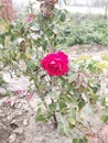 Red color rose and green leafs