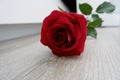 The red color of the rose symbolizes love that is as mesmerizing as the irresistible beauty of a rose. Royalty Free Stock Photo