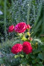 Red color roses in flower garden and water drops above it, planted flowers are watered in flower garden