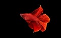 Red color Siamese fighting fishRosetail,fighting fish,Betta splendens,on black background with clipping path,Betta Fancy Koi Royalty Free Stock Photo