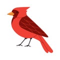 red color small bird northern cardinal species pretty cute nature animal beautiful wildlife creature