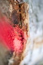 Red color spay on wood abstract macro background fine art in high quality prints products