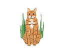 Red color tabby funny cat with blue eyes sitting surrounded green plants. Vector illustration in simple cartoon flat Royalty Free Stock Photo