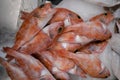 Red-colored Atlantic fish at the market.