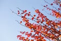 Red colored autumn-leaves Royalty Free Stock Photo
