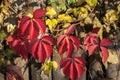 Red colored autumn leaves Royalty Free Stock Photo