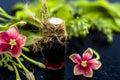 Close up of red colored ayurvedic essence of Rangoon`s creeper in a small bottle with raw flowers. Royalty Free Stock Photo