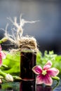 Close up of red colored ayurvedic essence of Rangoon`s creeper in a small bottle with raw flowers. Royalty Free Stock Photo