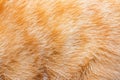 Red colored cat animal fur texture backdrop photo Royalty Free Stock Photo