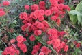 red colored chrysantheme rot tautropfen flower on farm Royalty Free Stock Photo