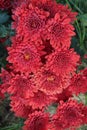 red colored chrysantheme rot tautropfen flower on farm Royalty Free Stock Photo