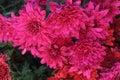 red colored chrysantheme rot tautropfen flower on farm Royalty Free Stock Photo