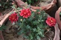 red colored chrysantheme rot tautropfen flower on farm Royalty Free Stock Photo