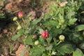 red colored chrysantheme rot tautropfen flower on farm Royalty Free Stock Photo