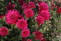 red colored chrysantheme rot tautropfen flower on farm Royalty Free Stock Photo