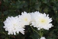 red colored chrysantheme rot tautropfen flower on farm Royalty Free Stock Photo