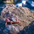 the red colored crab standing on a rock in the sunshine near an ocean Royalty Free Stock Photo