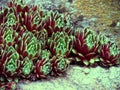 Red colored cultivar of sempervivum, a known medicinal plant Royalty Free Stock Photo