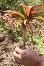 red colored dracena tree plant on farm