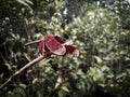 Red colored Dragon Fly Royalty Free Stock Photo